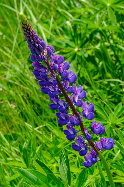 Lupinus Género Plantas Con Flores Perteneciente Familia Fabaceae Con Centros —  Fotos de Stock