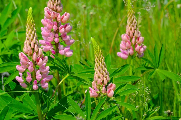 红豆杉 Lupinus 通常被称为红豆杉 Lupin 或红豆杉 Lupine 是豆科植物中的一种 在美洲有多样化的中心 它们作为食物来源被广泛栽培 — 图库照片