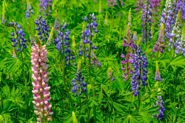 ルピナス Lupinus 一般的にルピンまたはルピンとして知られており マメ科のFabaceaeの開花植物の属です アメリカの多様性センターです 食料源として広く栽培されている — ストック写真