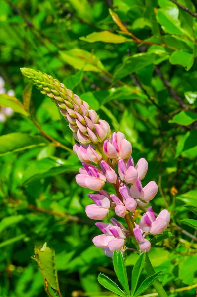 Lupinus Allgemein Als Lupine Oder Lupine Bekannt Ist Eine Pflanzengattung — Stockfoto