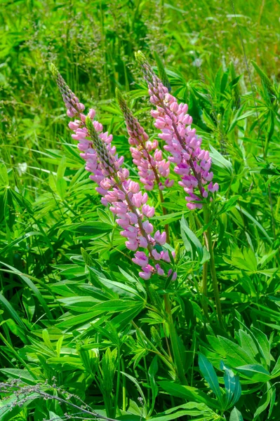 Lupinus Género Botânico Pertencente Família Fabaceae Com Centros Diversidade Nas — Fotografia de Stock