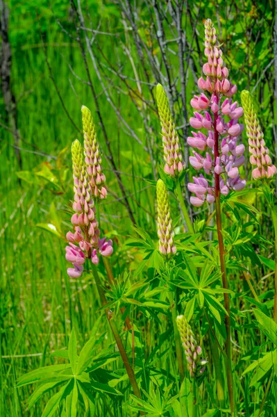 Lupinus Lupin Lupine Fabaceae 식물의 속이다 미국의 다양성 센터와 말이죠 — 스톡 사진