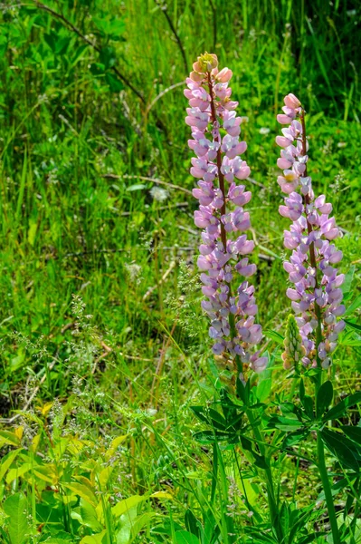 Lupinus Obecně Známý Jako Lupin Nebo Vlčí Borovice Rod Kvetoucích — Stock fotografie