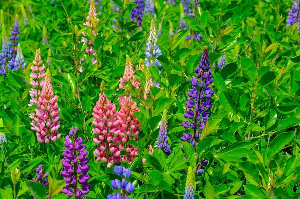 Lupinus Lupin Est Genre Plantes Famille Des Fabaceae Avec Des — Photo