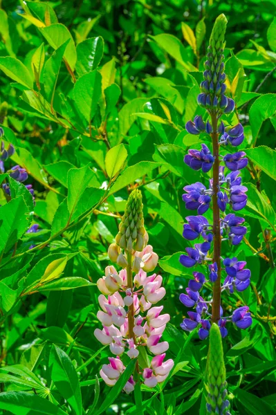 ルピナス Lupinus 一般的にルピンまたはルピンとして知られており マメ科のFabaceaeの開花植物の属です アメリカの多様性センターです 食料源として広く栽培されている — ストック写真