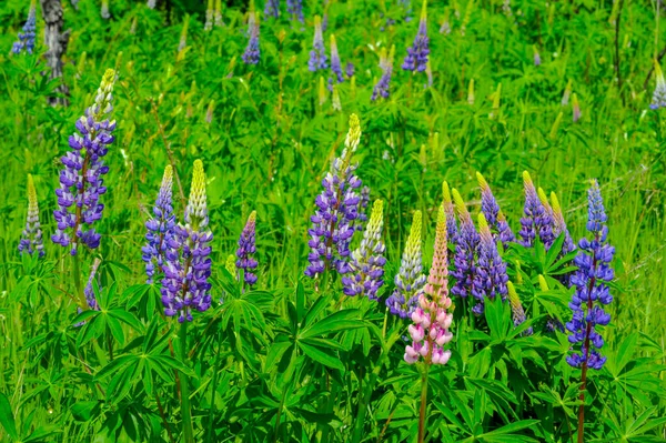 Lupinus Género Plantas Con Flores Perteneciente Familia Fabaceae Con Centros —  Fotos de Stock