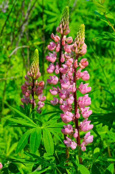 Lupinus Lupin Est Genre Plantes Famille Des Fabaceae Avec Des — Photo