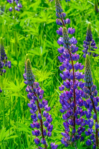 红豆杉 Lupinus 通常被称为红豆杉 Lupin 或红豆杉 Lupine 是豆科植物中的一种 在美洲有多样化的中心 它们作为食物来源被广泛栽培 — 图库照片