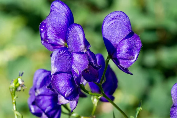 Aconitum, genel olarak aconite, manastır, kurt, leopar laneti, fare, kadın laneti, şeytan miğferi, zehir kraliçesi veya mavi roket olarak bilinir.