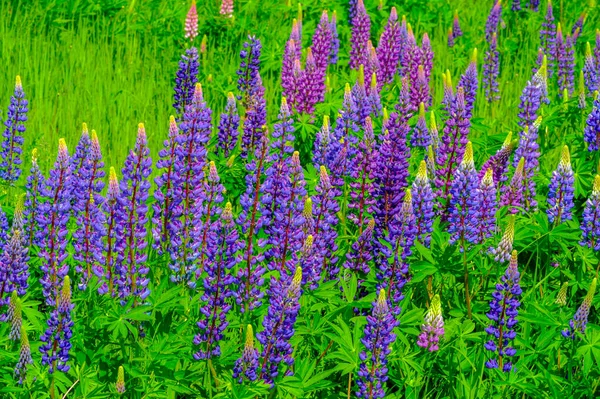 红豆杉 Lupinus 通常被称为红豆杉 Lupin 或红豆杉 Lupine 是豆科植物中的一种 在美洲有多样化的中心 它们作为食物来源被广泛栽培 — 图库照片