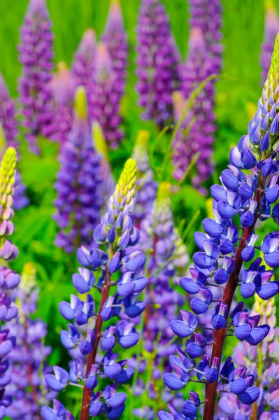 Lupinus Género Botânico Pertencente Família Fabaceae Com Centros Diversidade Nas — Fotografia de Stock