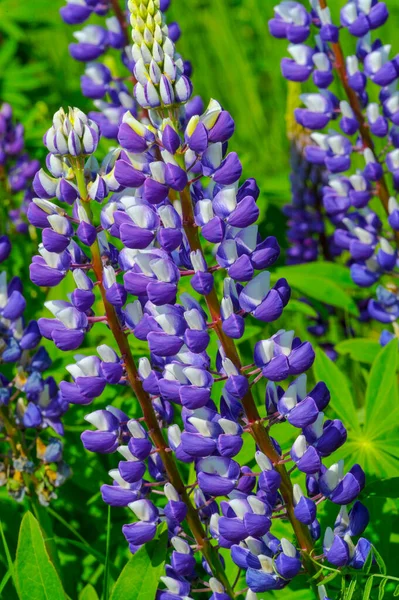 红豆杉 Lupinus 通常被称为红豆杉 Lupin 或红豆杉 Lupine 是豆科植物中的一种 在美洲有多样化的中心 它们作为食物来源被广泛栽培 — 图库照片