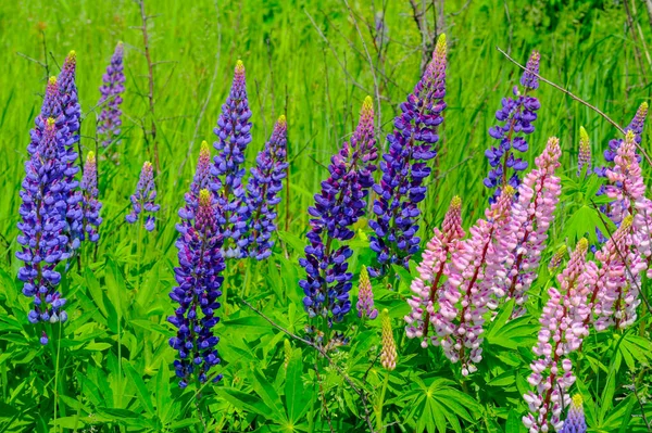 Lupinus Género Plantas Con Flores Perteneciente Familia Fabaceae Con Centros —  Fotos de Stock