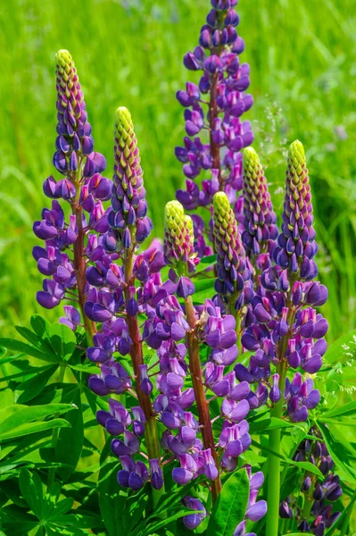 红豆杉 Lupinus 通常被称为红豆杉 Lupin 或红豆杉 Lupine 是豆科植物中的一种 在美洲有多样化的中心 它们作为食物来源被广泛栽培 — 图库照片