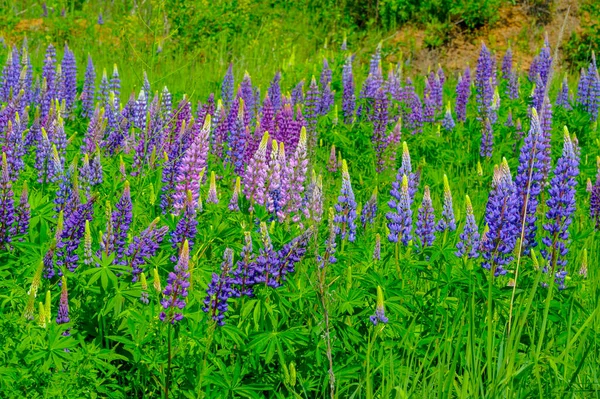 Lupinus Lupin Est Genre Plantes Famille Des Fabaceae Avec Des — Photo