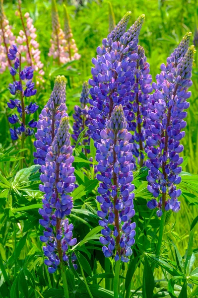 Lupinus Baklagiller Fabaceae Familyasından Bir Bitki Cinsidir Amerika Daki Çeşitlilik — Stok fotoğraf