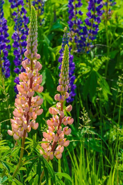 ルピナス Lupinus 一般的にルピンまたはルピンとして知られており マメ科のFabaceaeの開花植物の属です アメリカの多様性センターです 食料源として広く栽培されている — ストック写真