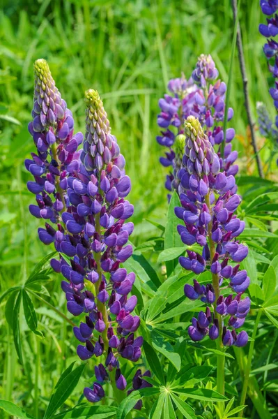 Lupinus Género Plantas Con Flores Perteneciente Familia Fabaceae Con Centros — Foto de Stock