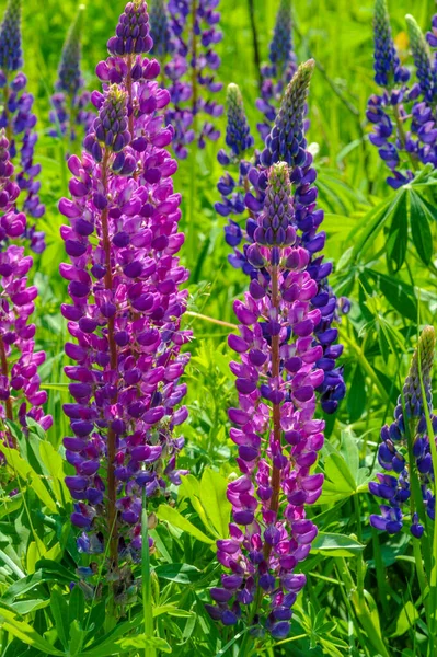 Lupinus Obecně Známý Jako Lupin Nebo Vlčí Borovice Rod Kvetoucích — Stock fotografie