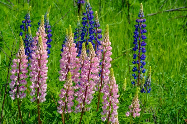 Lupinus Lupin Lupine Fabaceae 식물의 속이다 미국의 다양성 센터와 말이죠 — 스톡 사진