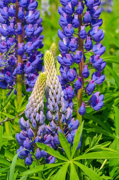 红豆杉 Lupinus 通常被称为红豆杉 Lupin 或红豆杉 Lupine 是豆科植物中的一种 在美洲有多样化的中心 它们作为食物来源被广泛栽培 — 图库照片