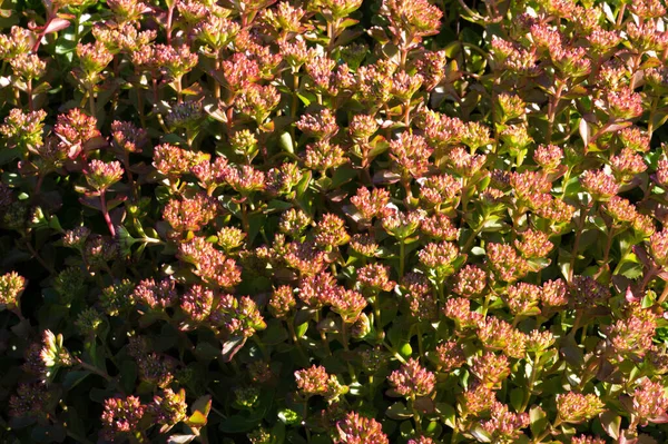 Sedum Telephium Często Nazywane Hylotelephium Telephium Orpine Livelong Frog Brzuch — Zdjęcie stockowe