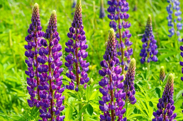 Lupinus Género Plantas Con Flores Perteneciente Familia Fabaceae Con Centros —  Fotos de Stock