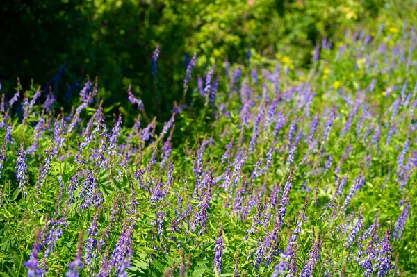 Vicia Cracca Tufted Vetch Cow Vetch Bird Vetch Blue Vetch — стоковое фото