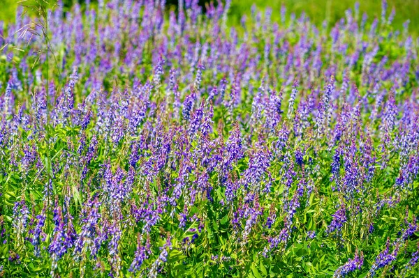 Vicia Cracca Veza Mechón Veza Vaca Veza Pájaro Veza Azul — Foto de Stock