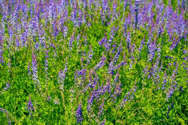 Vicia Cracca Veza Mechón Veza Vaca Veza Pájaro Veza Azul — Foto de Stock