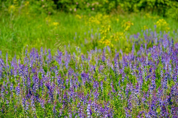 Vicia Cracca Veza Mechón Veza Vaca Veza Pájaro Veza Azul — Foto de Stock