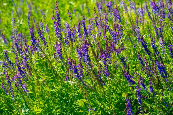 Vicia Cracca Wicken Mit Büschel Wicken Mit Kuh Wicken Mit — Stockfoto