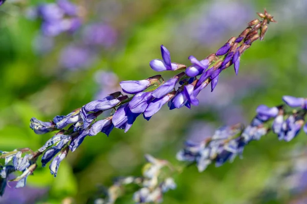 Vicia Cracca Vikev Vikev Vikev Vikev Modrý Vikev Boreální Druh — Stock fotografie