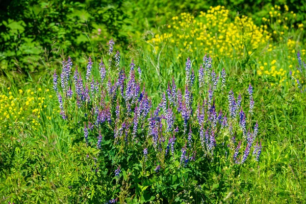 Vicia Cracca Wyka Kępkowa Wyka Krowa Wyka Ptaka Wyka Niebieska — Zdjęcie stockowe