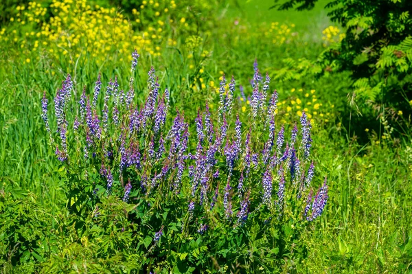 Vicia Cracca Tufted Vetch Cow Vetch Bird Vetch Blue Vetch — Stock Photo, Image