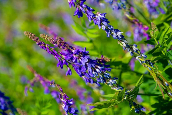 Vicia Cracca Tufted Vetch Cow Vetch Bird Vetch Blue Vetch — Stock Photo, Image