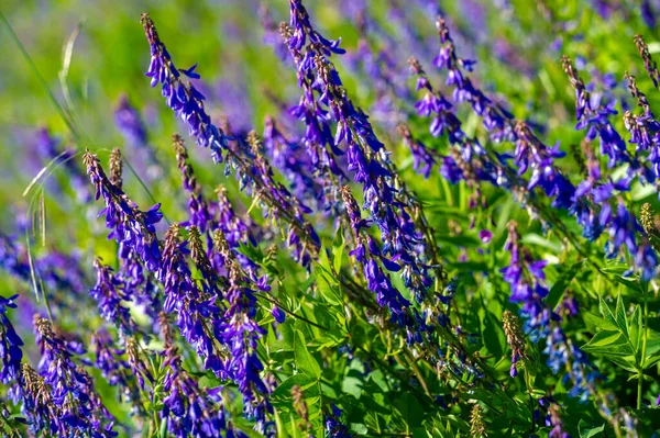 Vicia Cracca Ervilhaca Tufada Ervilhaca Vaca Ervilhaca Pássaro Ervilhaca Azul — Fotografia de Stock