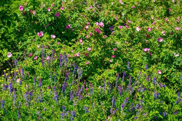 Vicia Cracca Tufted Vetch Cow Vetch Bird Vetch Blue Vetch — стоковое фото