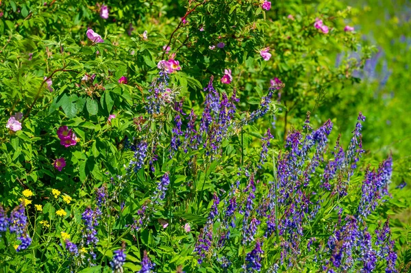 Vicia Cracca Ervilhaca Tufada Ervilhaca Vaca Ervilhaca Pássaro Ervilhaca Azul — Fotografia de Stock