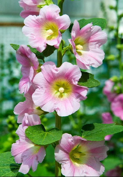 Althaea Officinalis Malva Pântano Uma Espécie Perene Nativa Europa Ásia — Fotografia de Stock