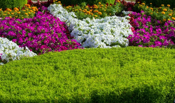 Floral Landscaping Brings Riot Color City Streets City Beds Flowers — Stock Photo, Image