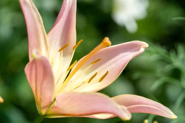 Liliom Liliom Lily Virágok Nagy Gyakran Illatos Bemutatják Színek Széles — Stock Fotó