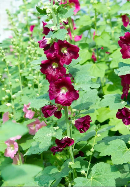 Althaea Officinalis Vagy Mályvacukor Európában Nyugat Ázsiában Észak Afrikában Őshonos — Stock Fotó