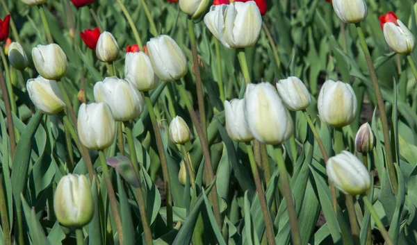 Tulipas Tulipa Formam Gênero Geófitos Bolhosos Herbáceos Perenes Com Flores — Fotografia de Stock