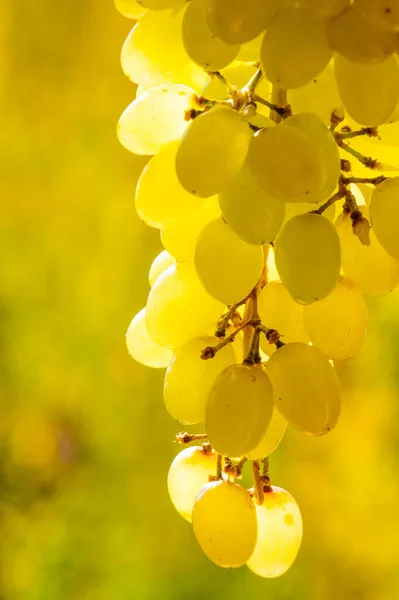 Grapes can be eaten fresh as table grapes or they can be used for making wine, jam, juice, jelly, grape seed extract, raisins, vinegar, and grape seed oil. Grapes are a non-climacteric type of fruit