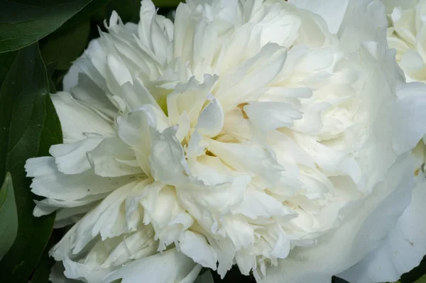 Peony Lub Peony Jest Rośliną Kwitnącą Rodzaju Paeonia Jedyną Rodzinie — Zdjęcie stockowe