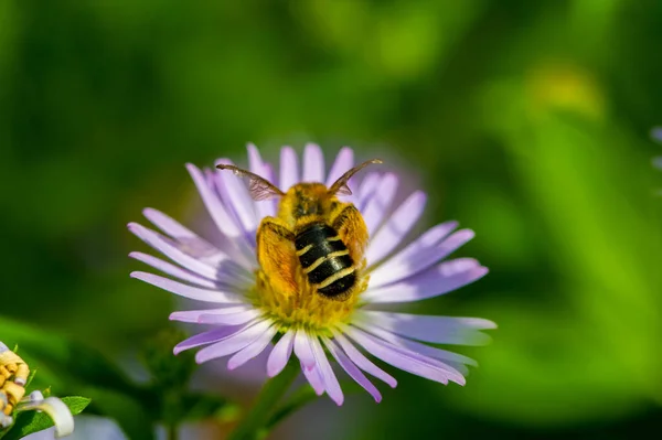 Nombre Aster Proviene Palabra Griega Que Significa Estrella Que Significa —  Fotos de Stock