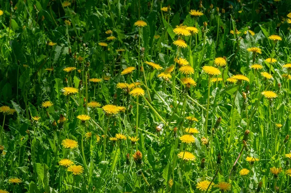 Taraxum Löwenzahn Der Als Heilpflanze Verwendet Wird Runde Kugeln Mit — Stockfoto