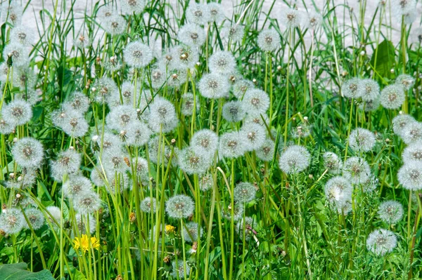 Taraxum Dandelion Stosowany Jako Roślina Lecznicza Okrągłe Kule Srebrzystych Owoców — Zdjęcie stockowe