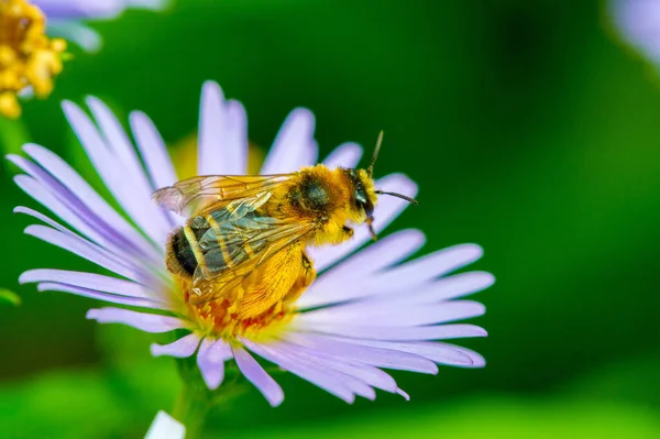 Nome Aster Vem Palavra Grega Que Significa Estrela Que Significa — Fotografia de Stock